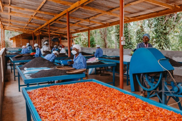 GFP Organics Ltd is a company from Tanzania which produces a range of spices, including black pepper, chili and vanilla for export. As the company grew, it began encountering challenges in securing raw spices of sufficiently high quality from its supplying farmers, leading to managing director Mr Cleopa Ayo joining the DECIDE program.