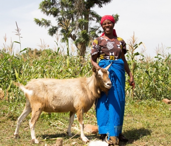 Nduko John Muli with one of her goats in Kyangunga, Mulano, Kitui county, Kenya. Photo: Farm Africa / Mwangi Kirubi.