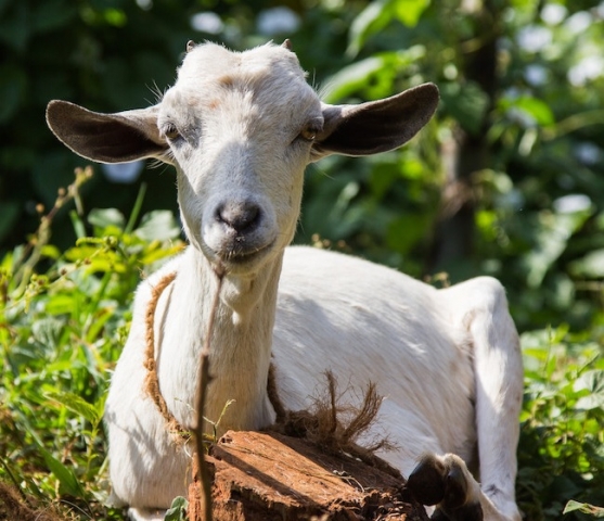 A goat in Kamale, Kitui county, Kenya. Photo: Farm Africa / Mwangi Kirubi.