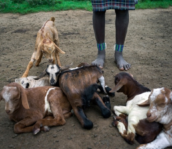 Goats from Farm Africa's Livestock for Livelihoods project in Hamer, South Omo, Ethiopia. Photo: Chris de Bode / Panos Pictures for Farm Africa.