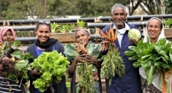 How an urban agriculture project in Ethiopia is improving lives and regreening communities