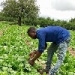 Enhancing horticultural production in Dodoma, Tanzania