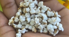 Value added snax… Tanzanian sorghum growers' new take on popcorn