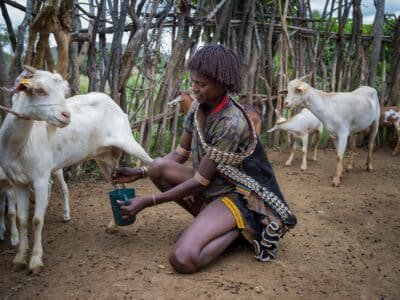 Intensive Goat Rearing Goat rearing - Farm Africa