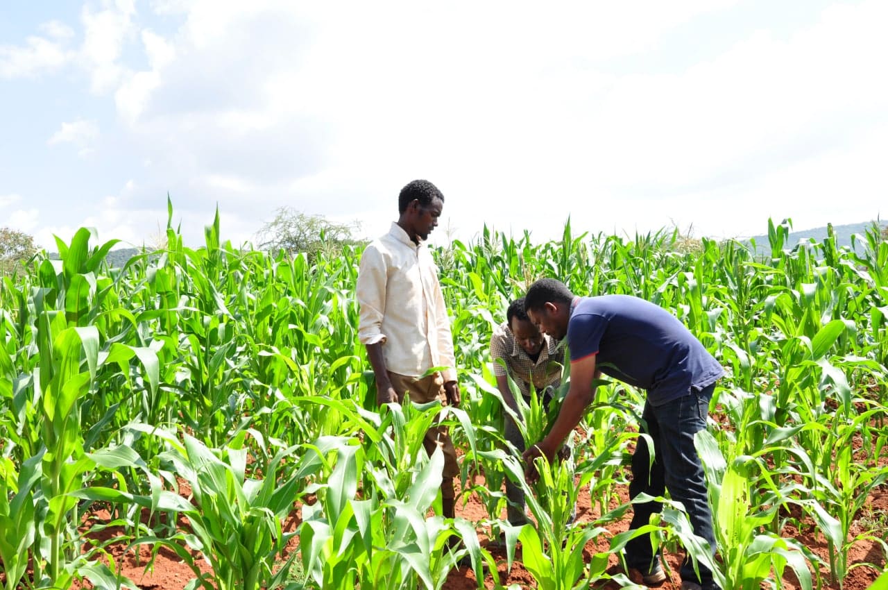 Men inspect crops in maize field in Bale Zone, Ethiopia