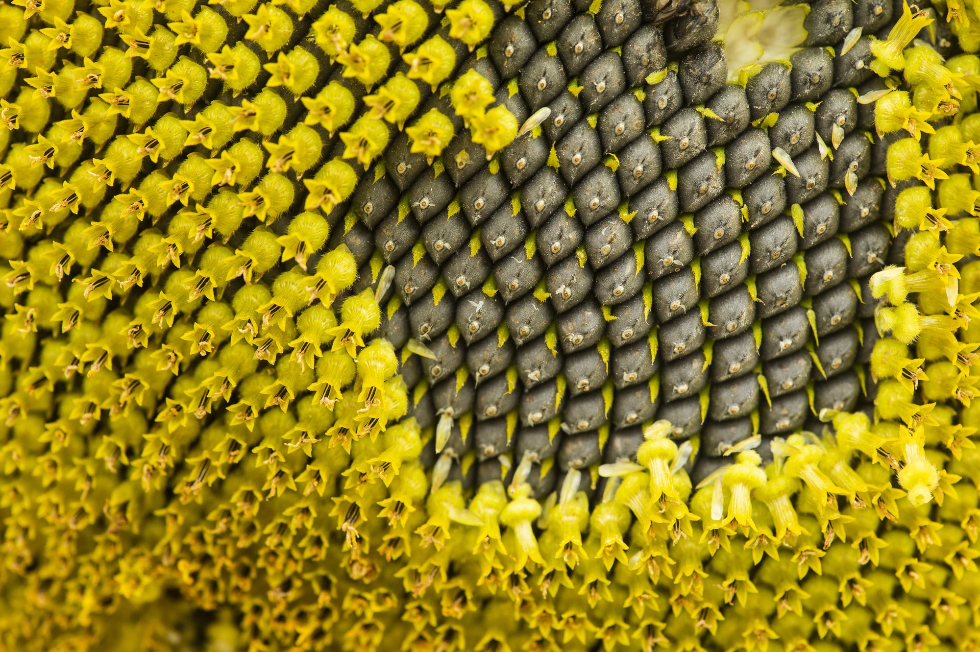 closeup of the head of a sunflower showing seed