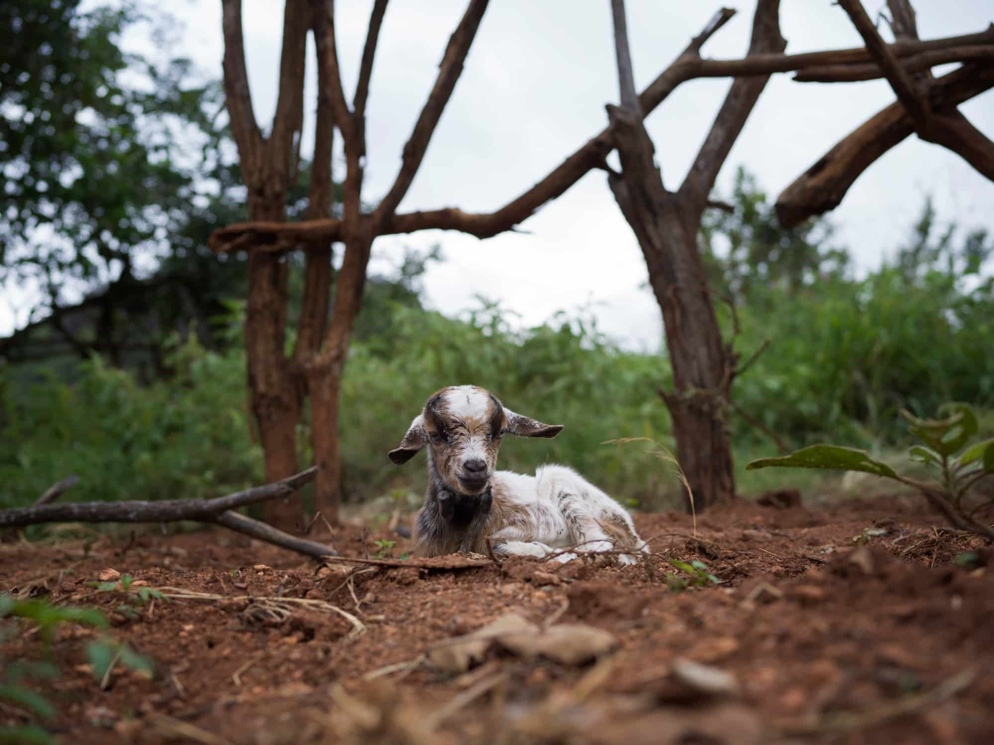 Photo: Chris de Bode / Panos Pictures for Farm Africa