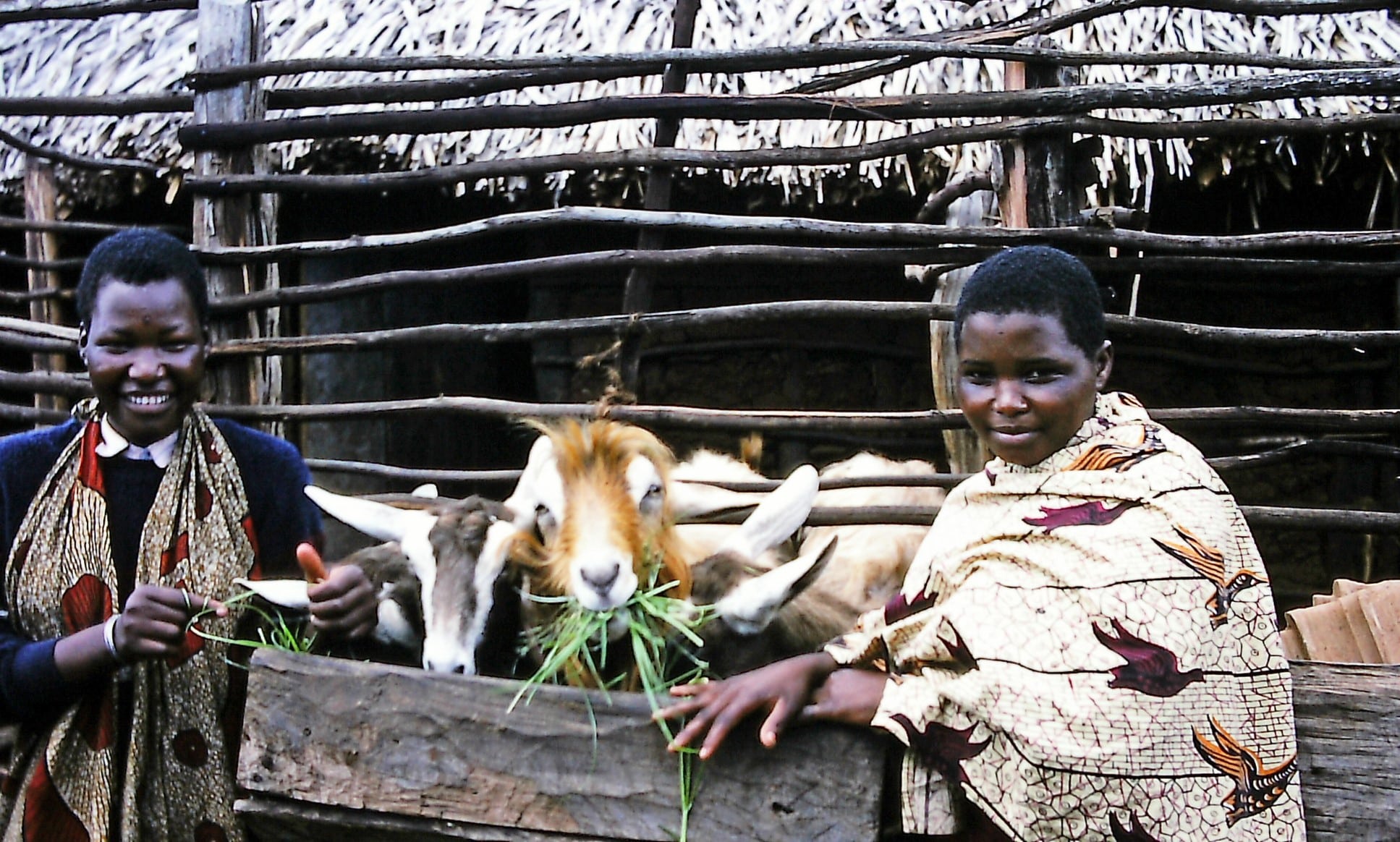 A dairy goat group in Meru district, Kenya.
