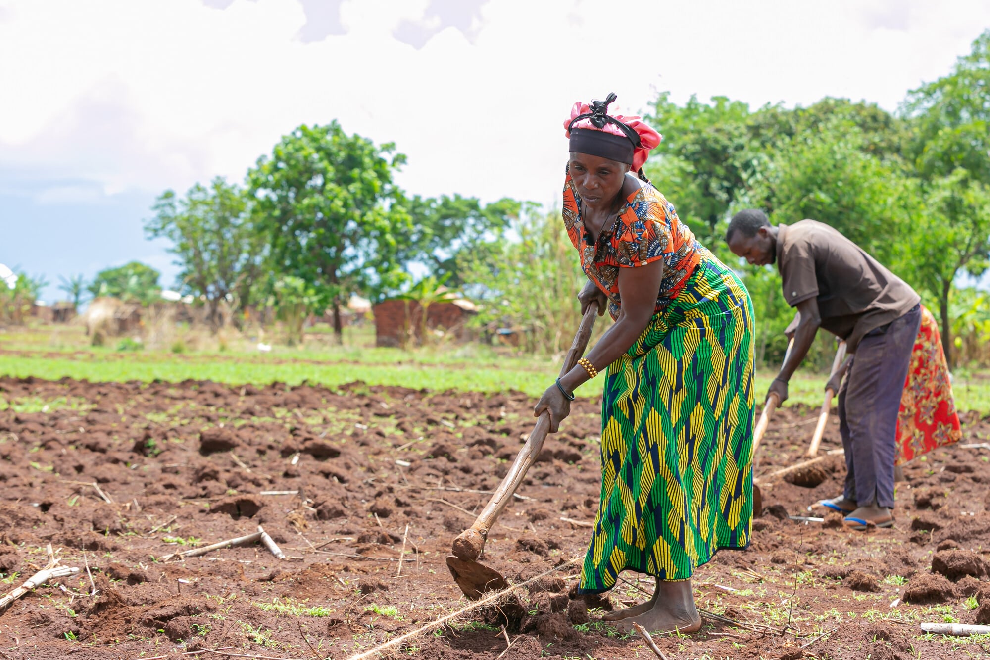 A farmer planting bean seeds in a demo plot farm in Tanzania.