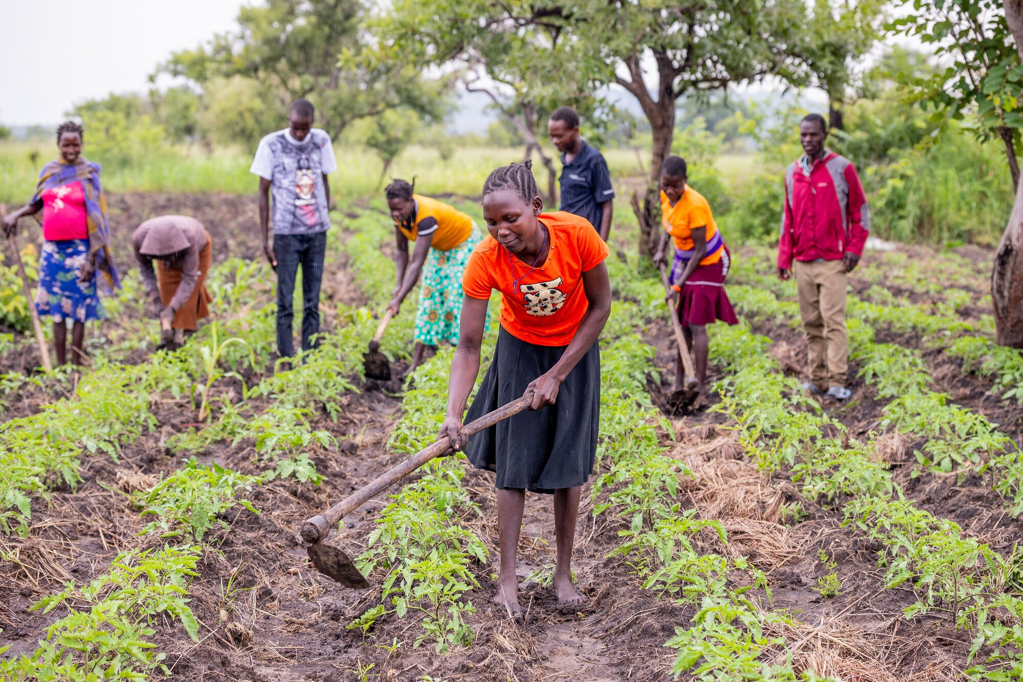 Farmers in Uganda growing tomatoes.