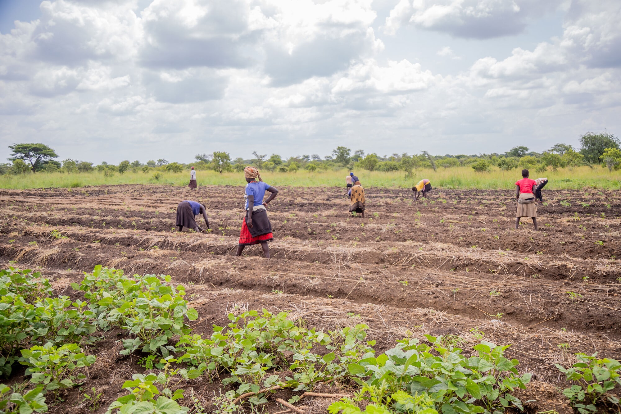 A demonstration plot where vegetables are planted on ridges.