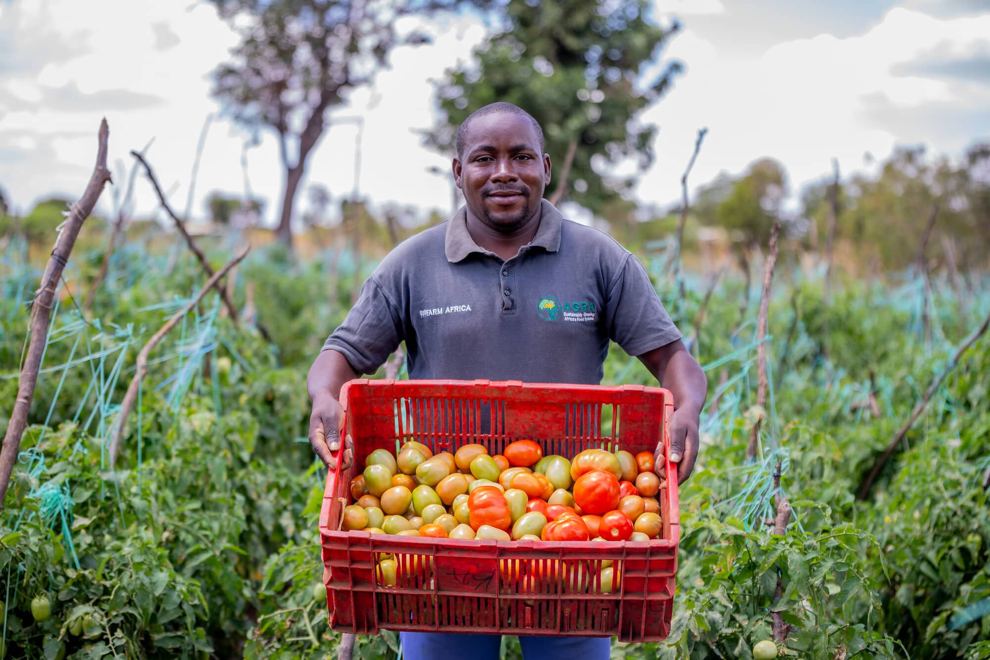 A smallholder farmer with tomatoes in Tharaka Nithi, Kenya.