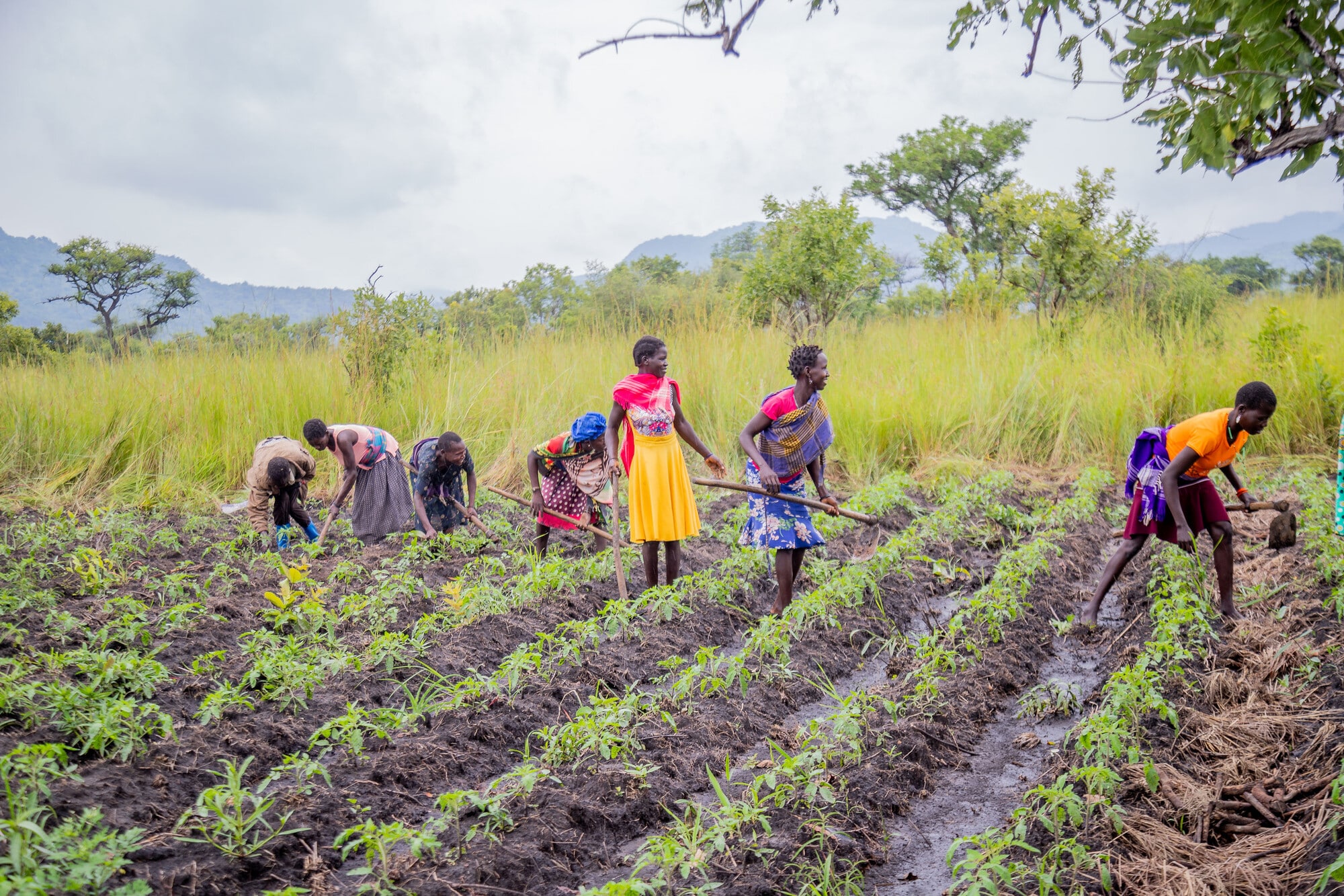The CanOpwonya youth group tending to tomato plants grown on ridges.