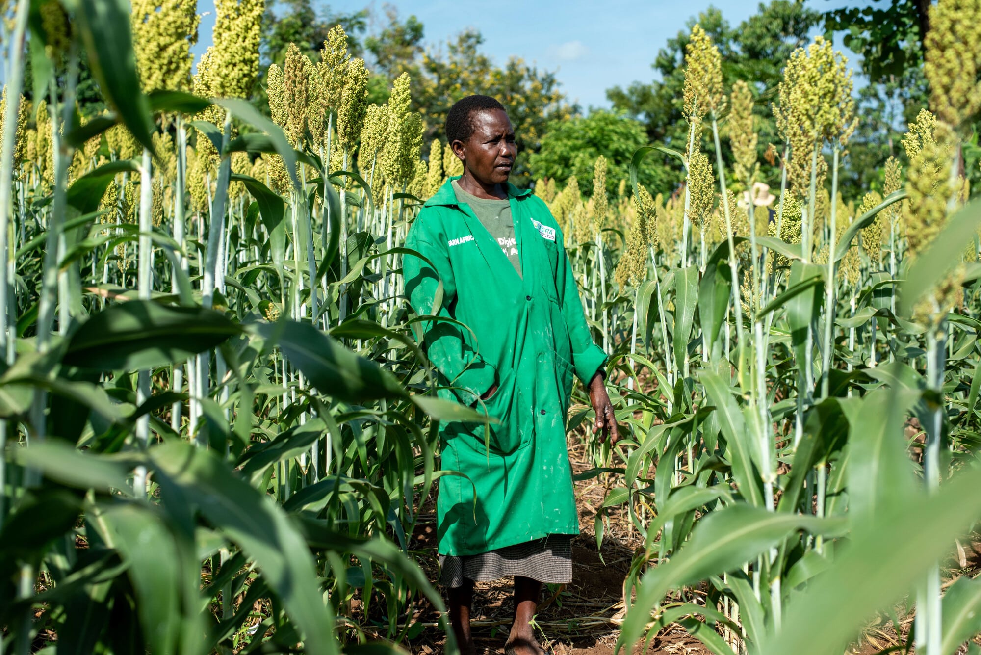A village-based advisor for Farm Africa's regenerative agriculture at her sorghum farm in Tharaka Nithi, Kenya.