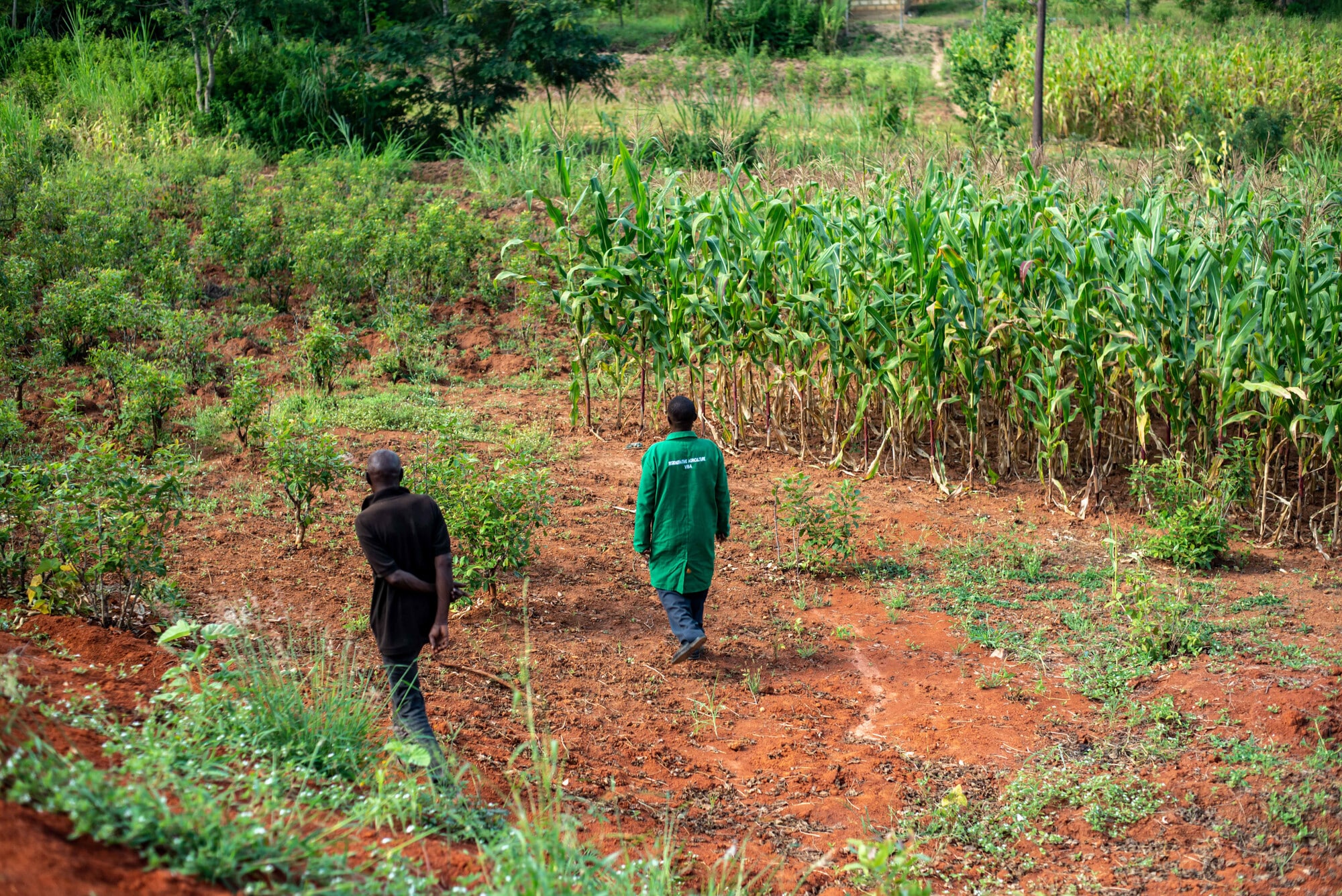 A village-based advisor taking part in Farm Africa's regenerative agriculture project, at his farm in Embu, Kenya.