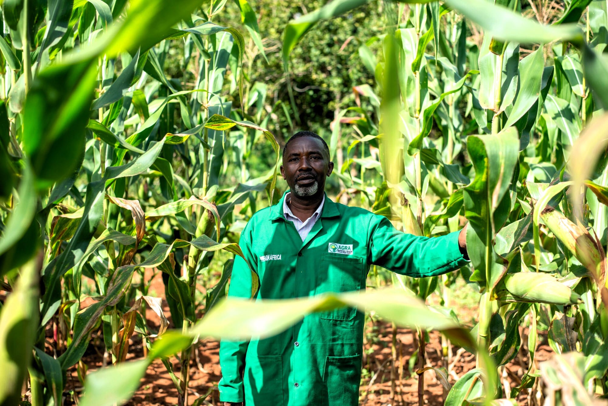A village-based advisor taking part in Farm Africa's regenerative agriculture project, at his maize farm in Embu, Kenya.