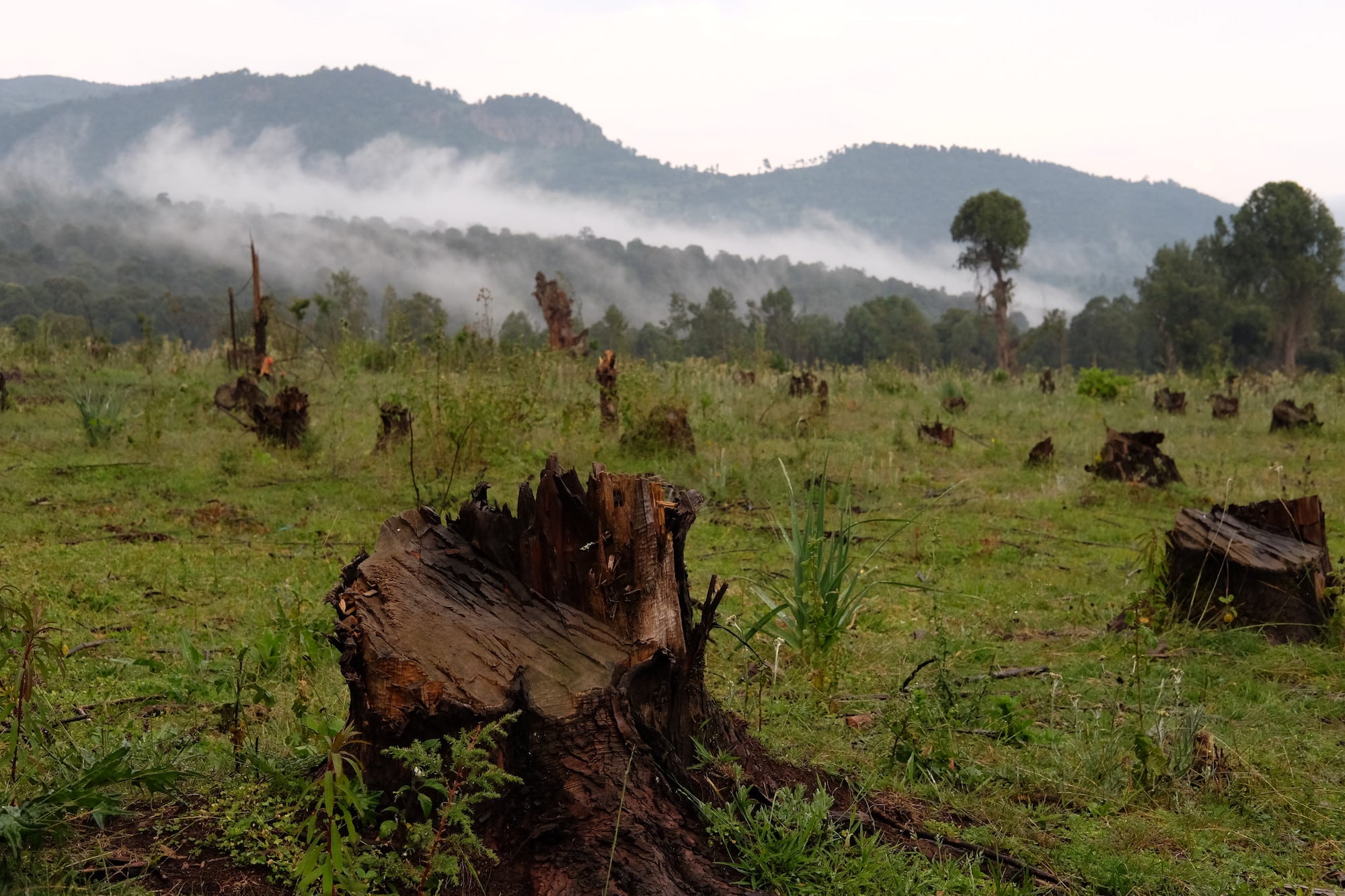 Stumps of felled trees in the Bale Eco-region of Ethiopia.