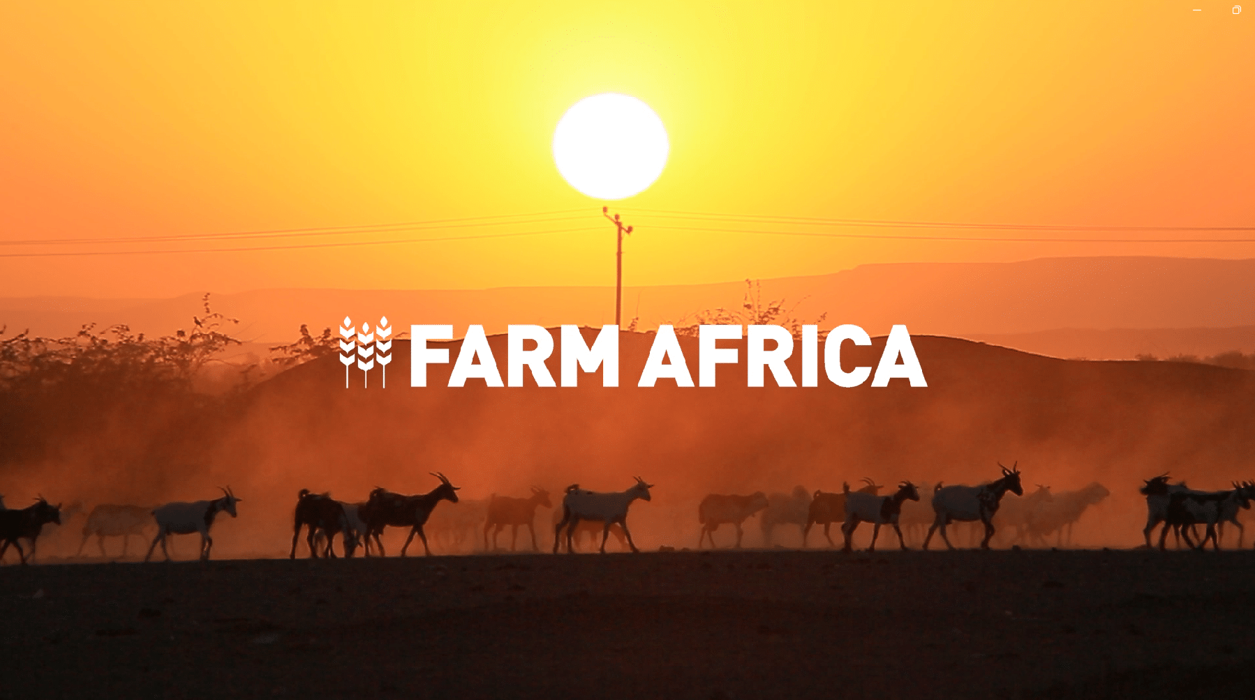 The opening screen of the 'Why Farm Africa?' video, showing a picture of livestock against the African sun.