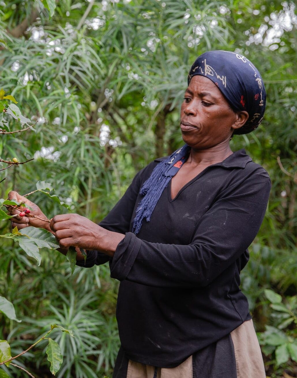 Female coffee farmer from Uganda picking her healthy, ripe coffee beans.