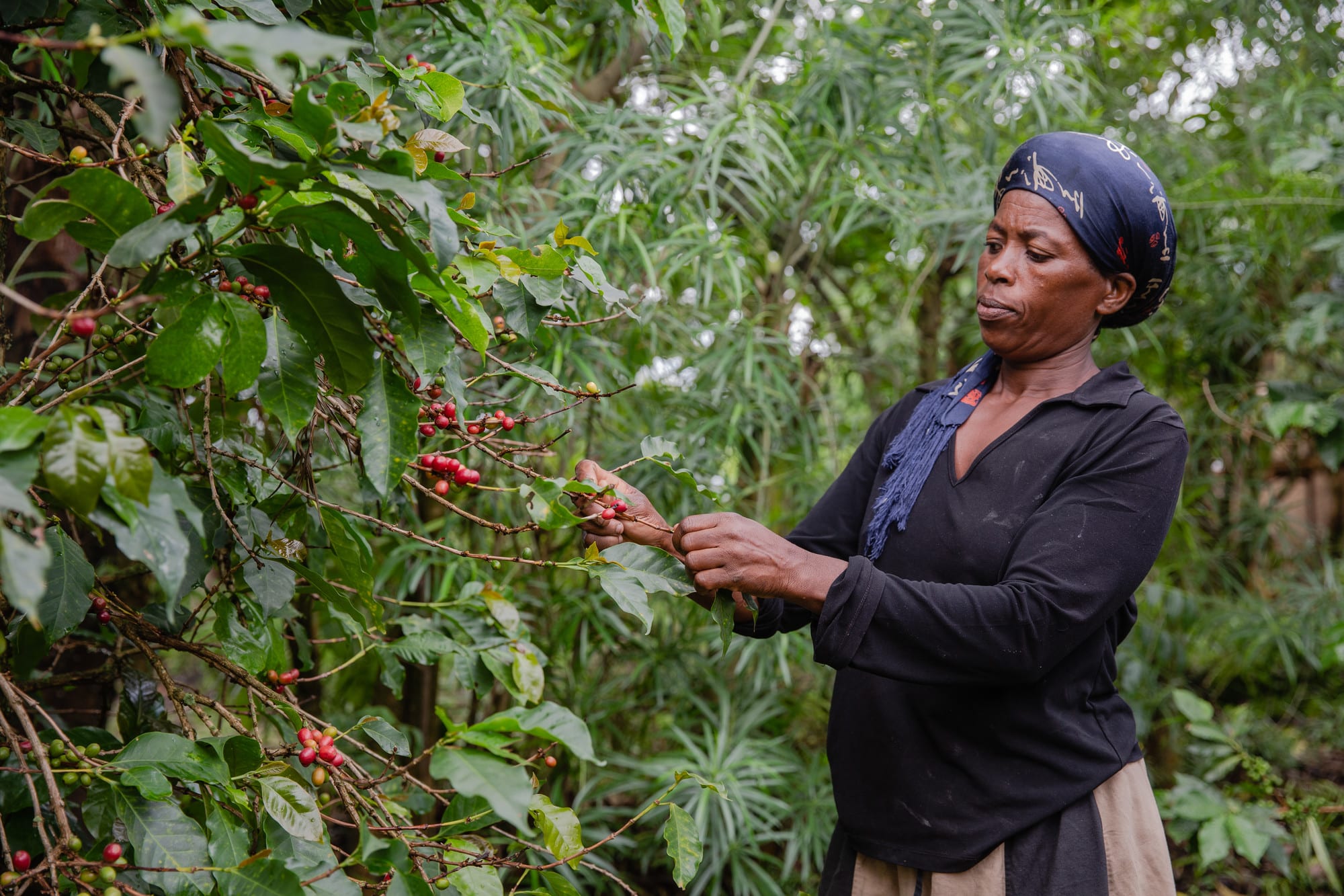 Female coffee farmer from Uganda picking her healthy, ripe coffee beans.
