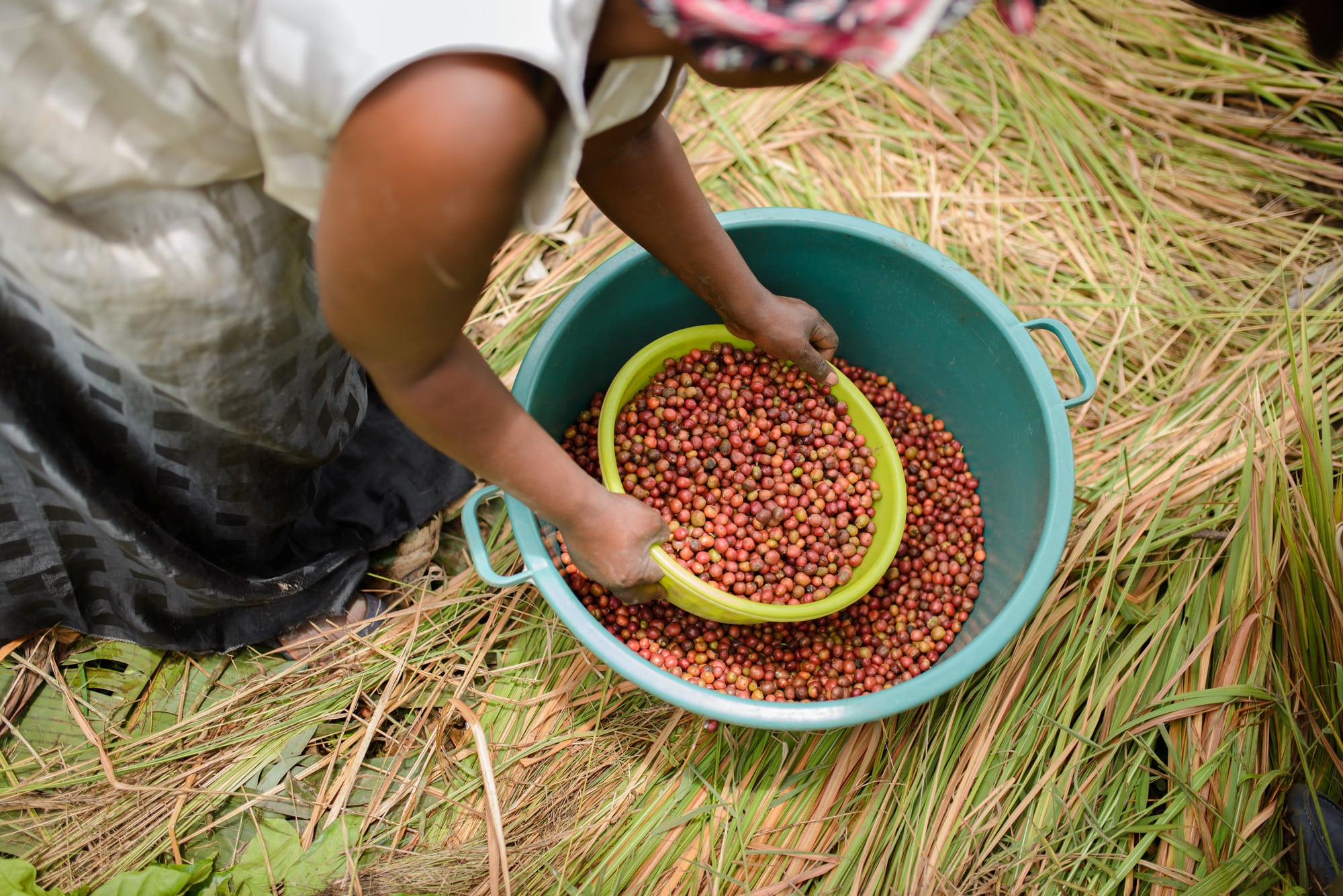 Grace sorting her ripe coffee beans.