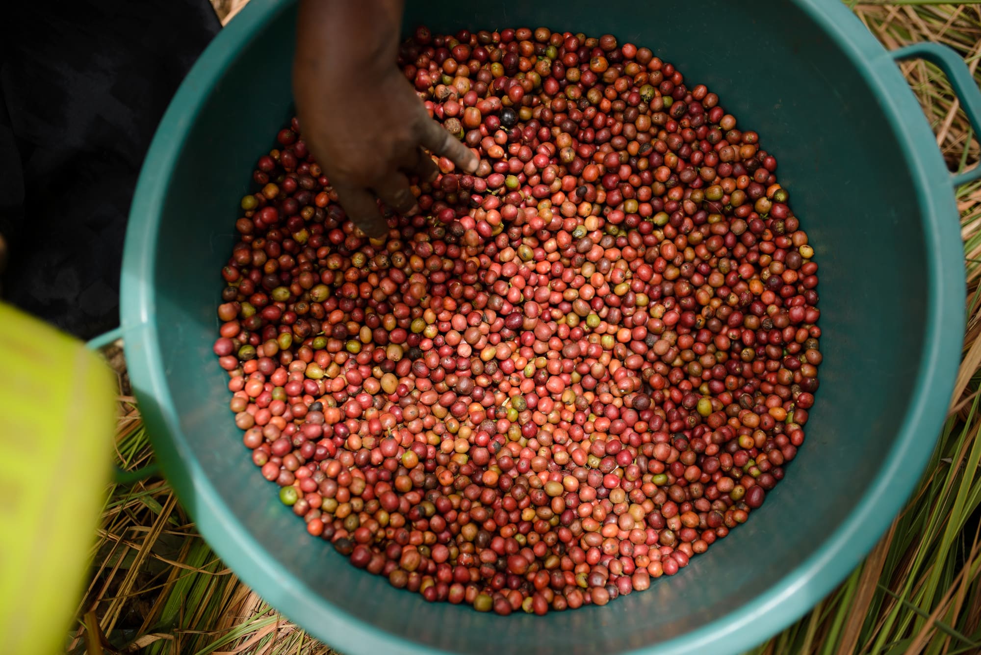 Grace's healthy, ripe coffee beans.