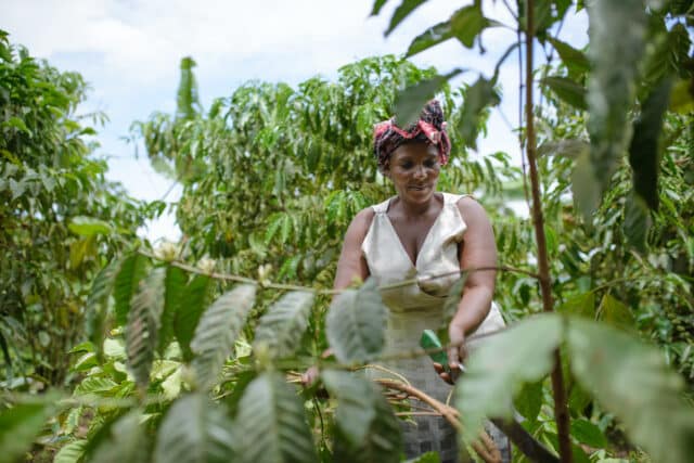 Grace tending to her coffee trees.