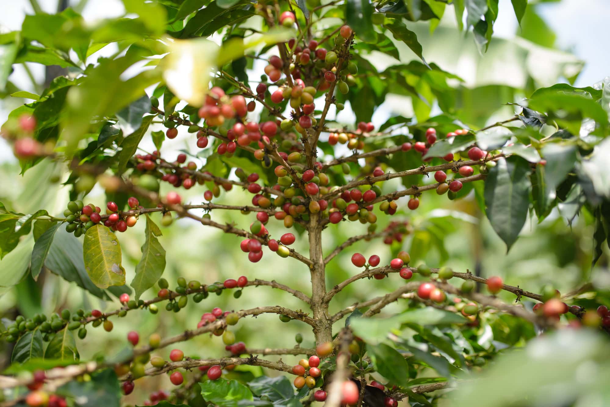 Patience's healthy coffee trees.