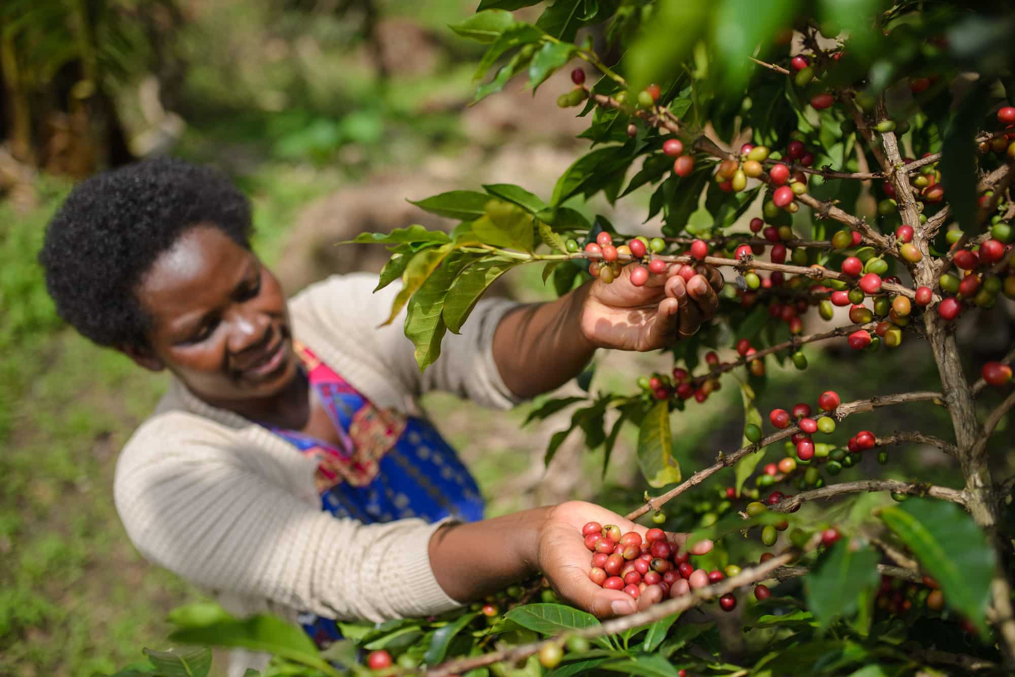Patience and her ripe coffee beans.