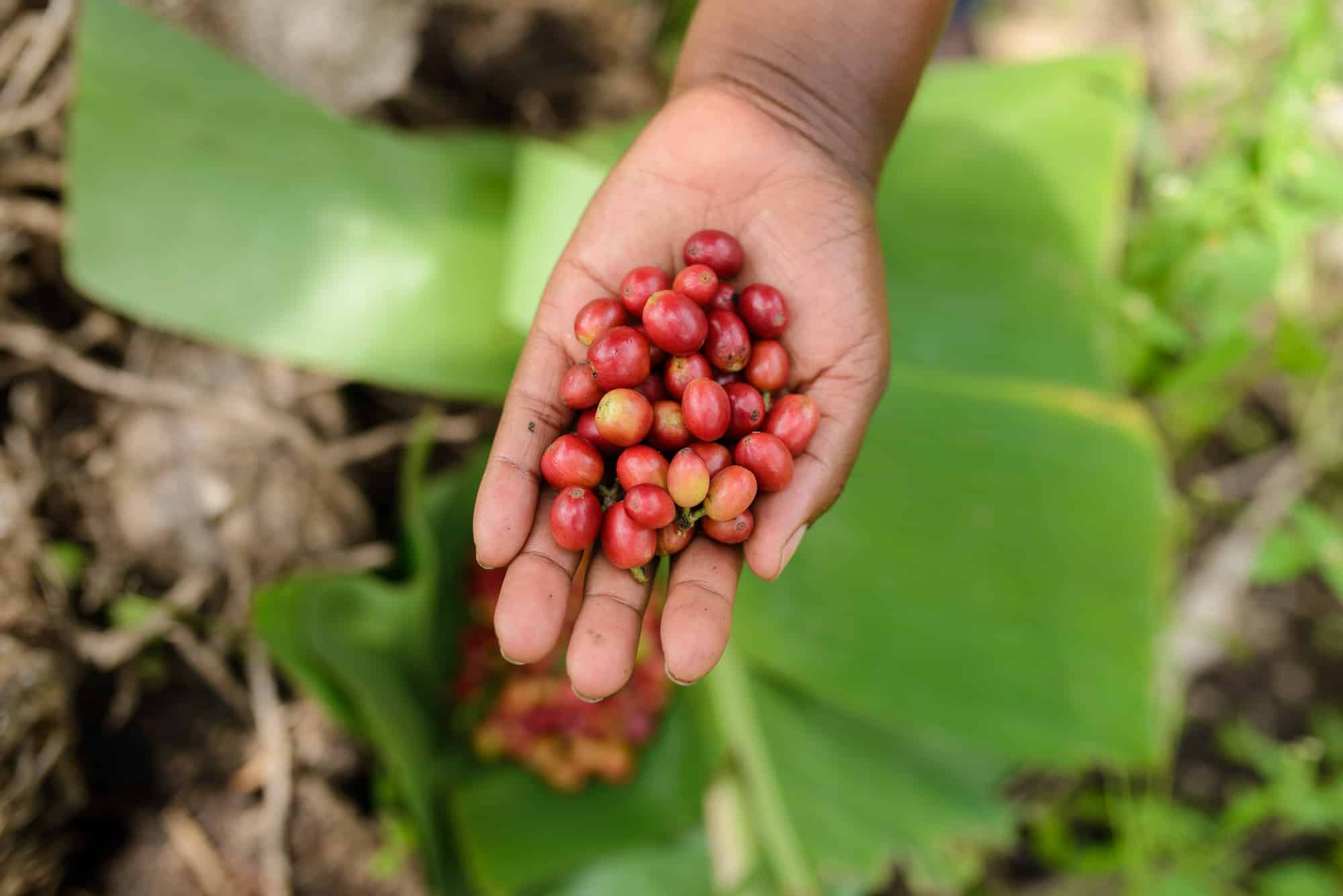 Patience's ripe and healthy coffee beans.