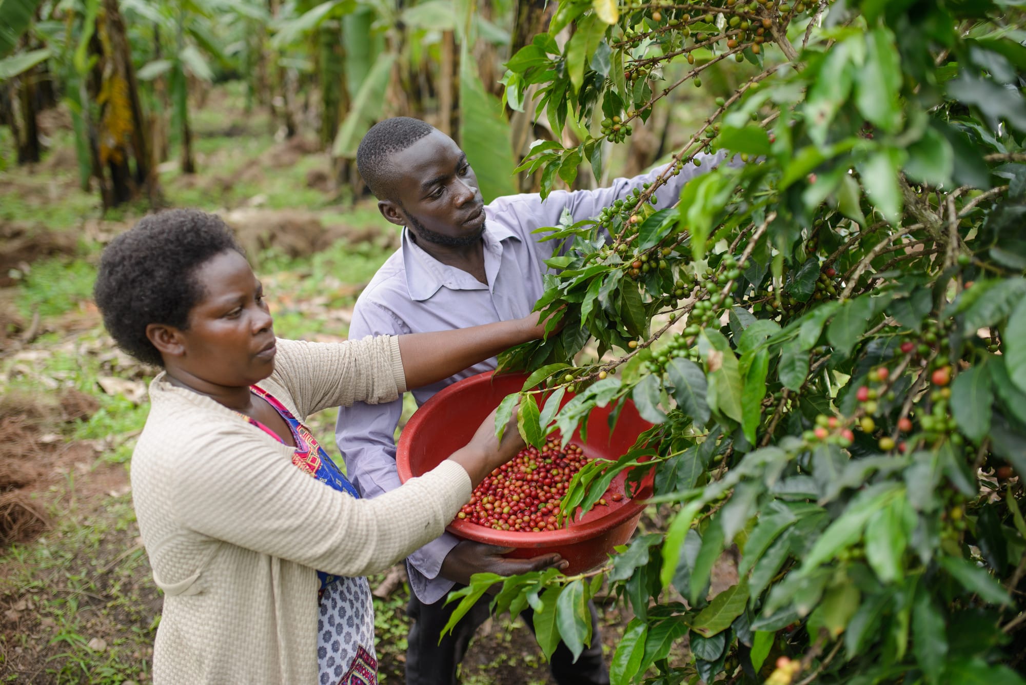 Patience and her husband picking ripe coffee beans off her coffee trees.