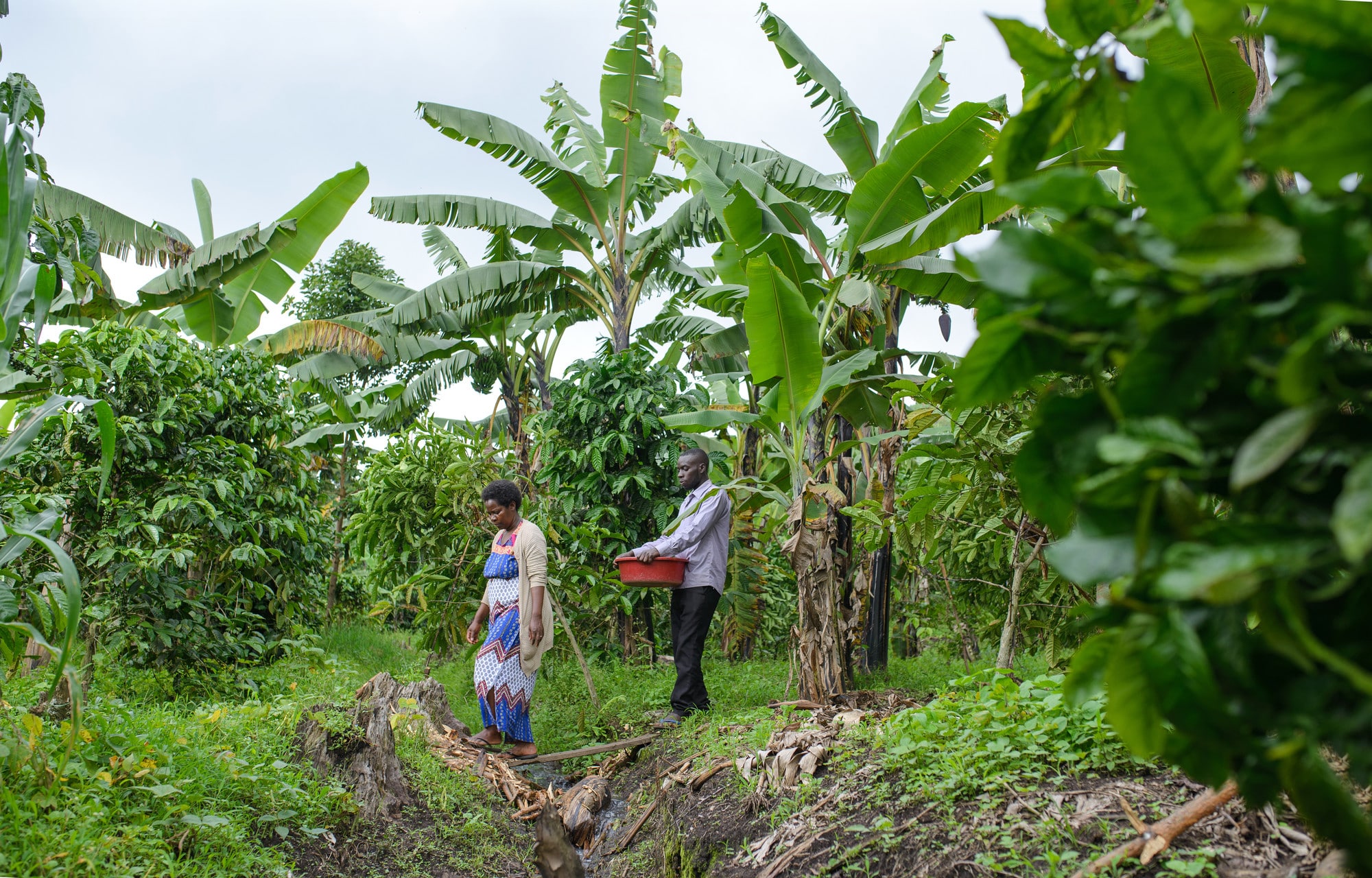 Patience and her husband walking in her coffee bean farm, amongst the luscious coffee trees.