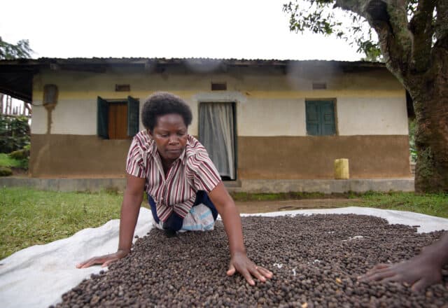 Patience drying her coffee beans.