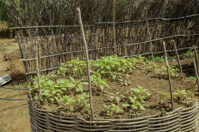 Close up of green leafy plant in garden bed