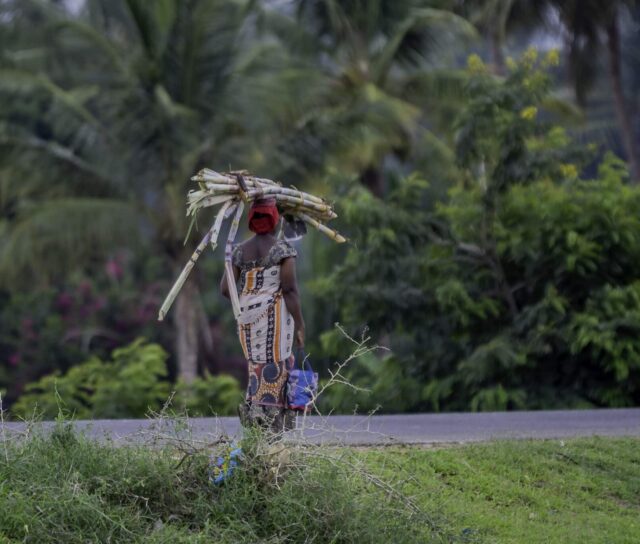 A woman walking with sugarcane balanced on her head.
