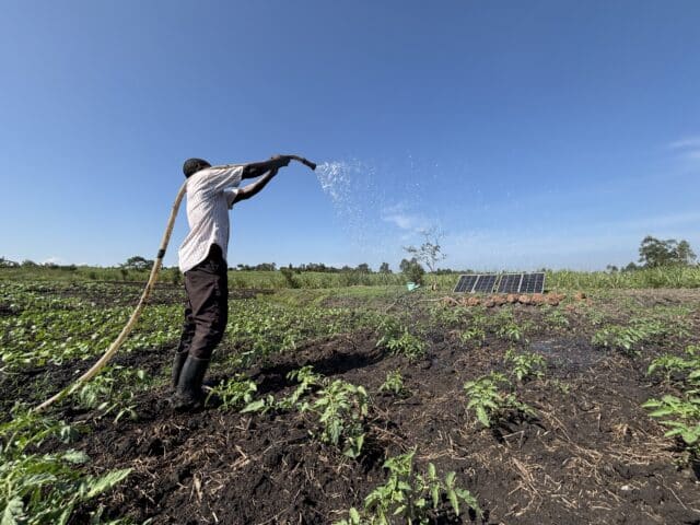 Ugandan farmer Alex watering crops on his farm.