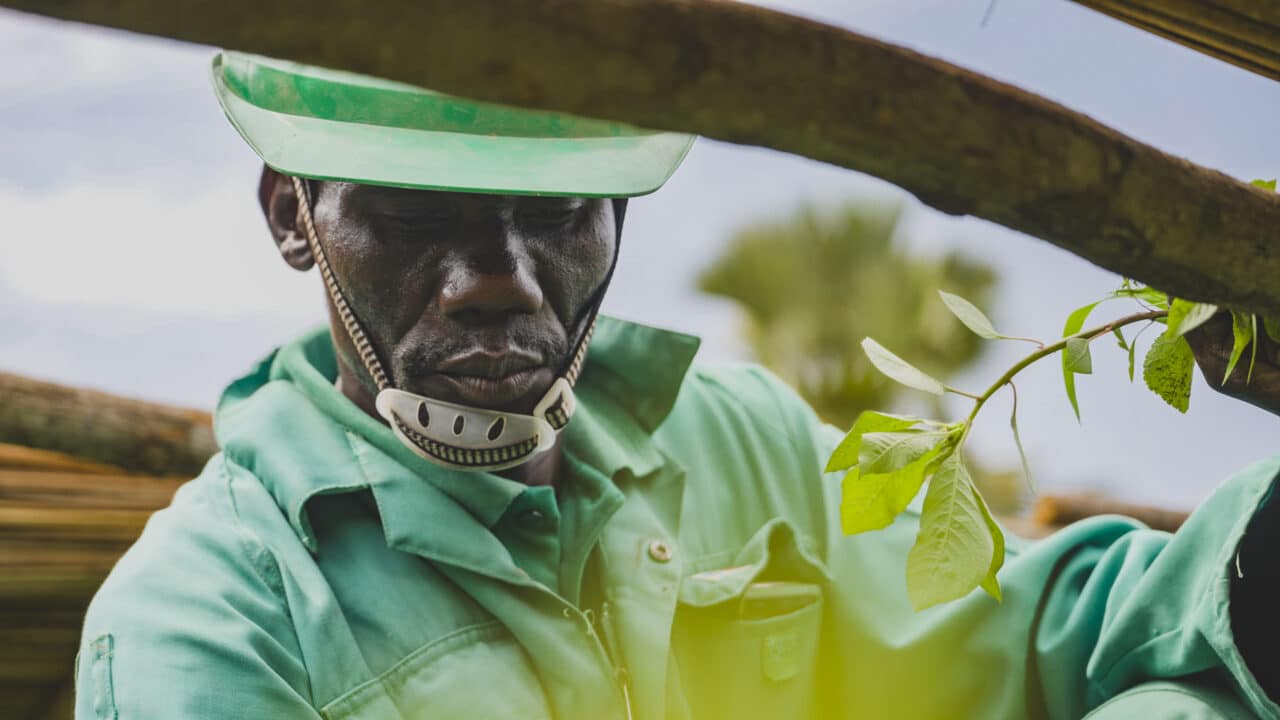 Uganda tree nursery