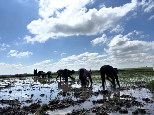 The rice harvest at Felista Nyako Farm.