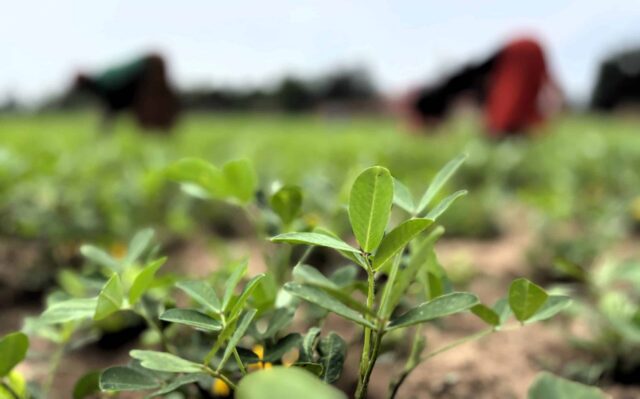 Crop growing in Judith's field.