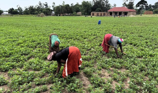 Ugandan farmer Judith Aumah with two other farmers tending to her farm.