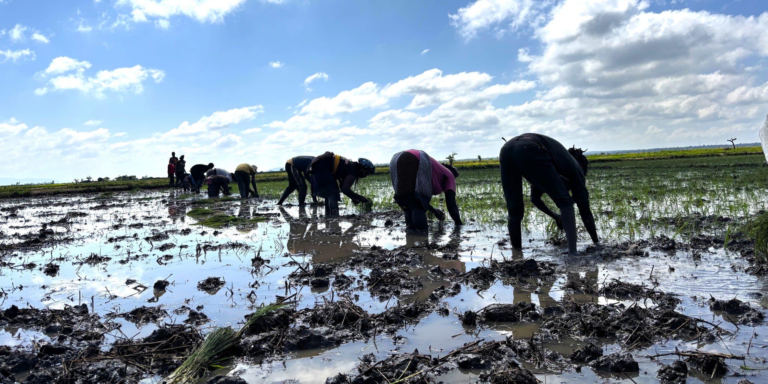 Farmers tending to their rice fields in Kenya.