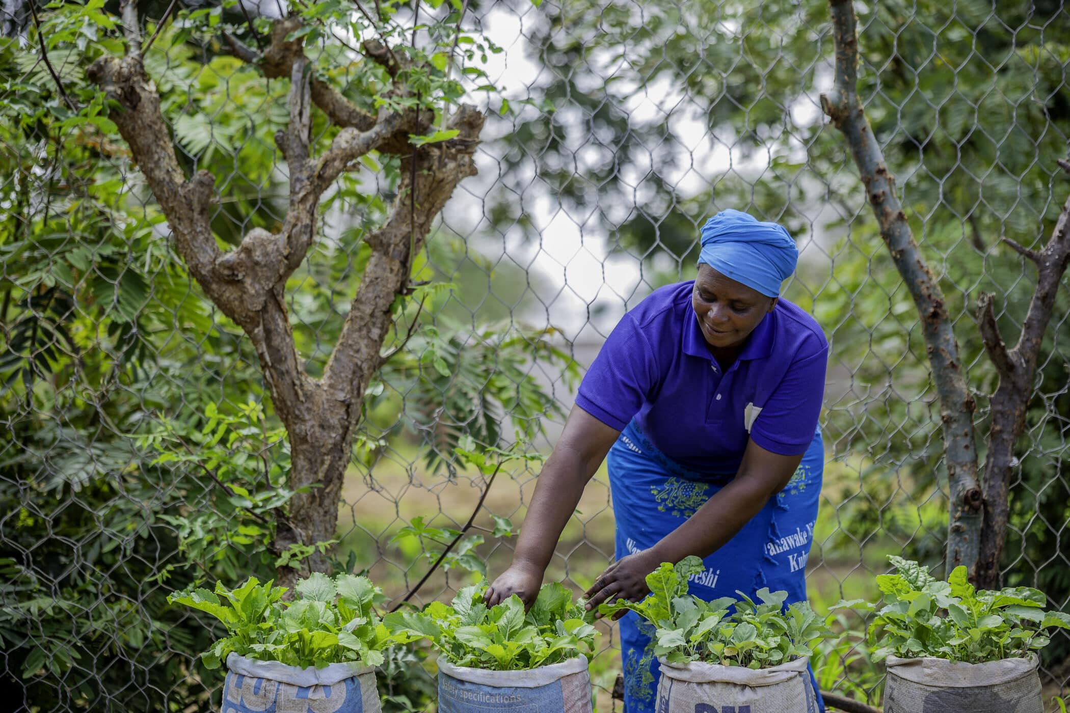 Teluvina tending to her crops.
