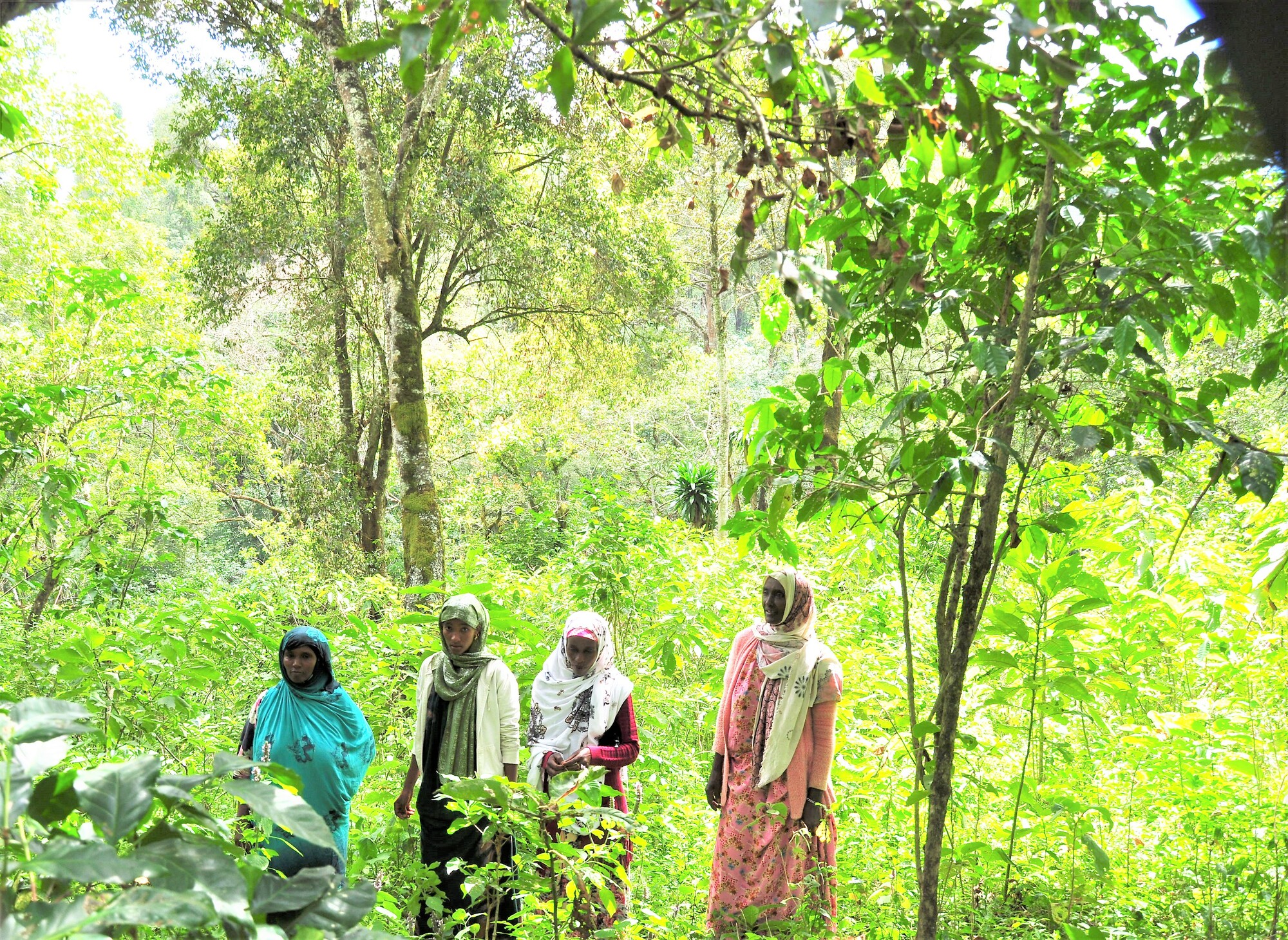 The Biftu Beri all-female group patroling the forest in Ethiopia's Bale Eco-region to monitor its status and look out for infringements of bylaws prohibiting deforestation.