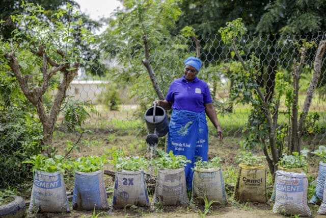 Tanzanian farmer Teluvina watering crops in her kitchen garden.