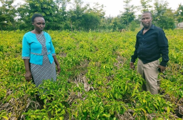 Silas Muchiri, a Village-Based Advisor in Embu County, Kenya, and his wife, pictured with green peppers they grow on their farm. The mulch they use on the plants can be seen in the photo.