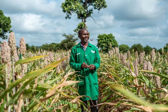 Modesto Kibuitu, a village-based advisor at his sorghum farm in Tharaka Nithi, Kenya.
