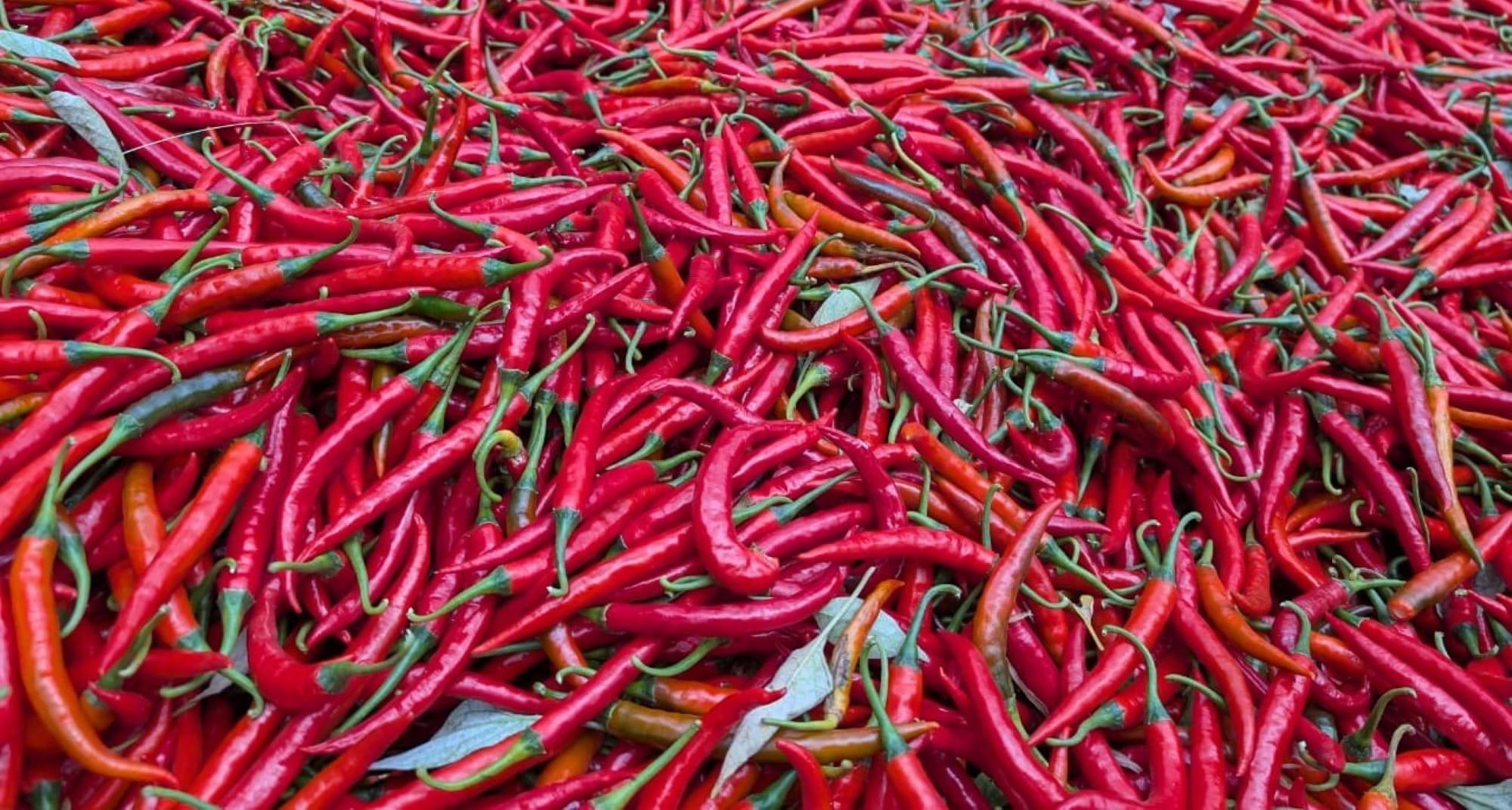 Bunch of chilli peppers post harvest