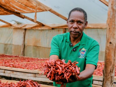 Tanzanian farmer, Gilbert, holding a handful of chilli peppers