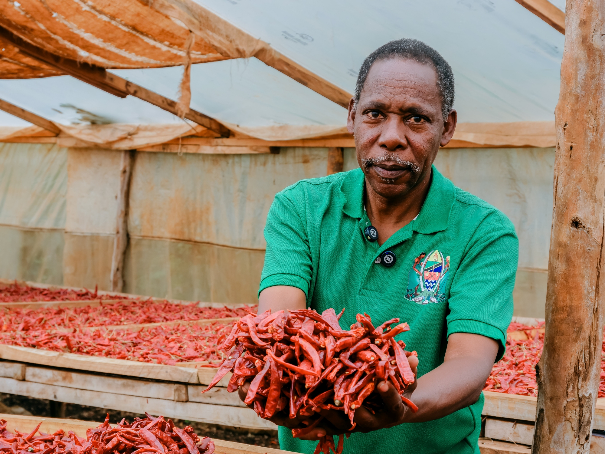 Tanzanian farmer, Gilbert, holding a handful of chilli peppers