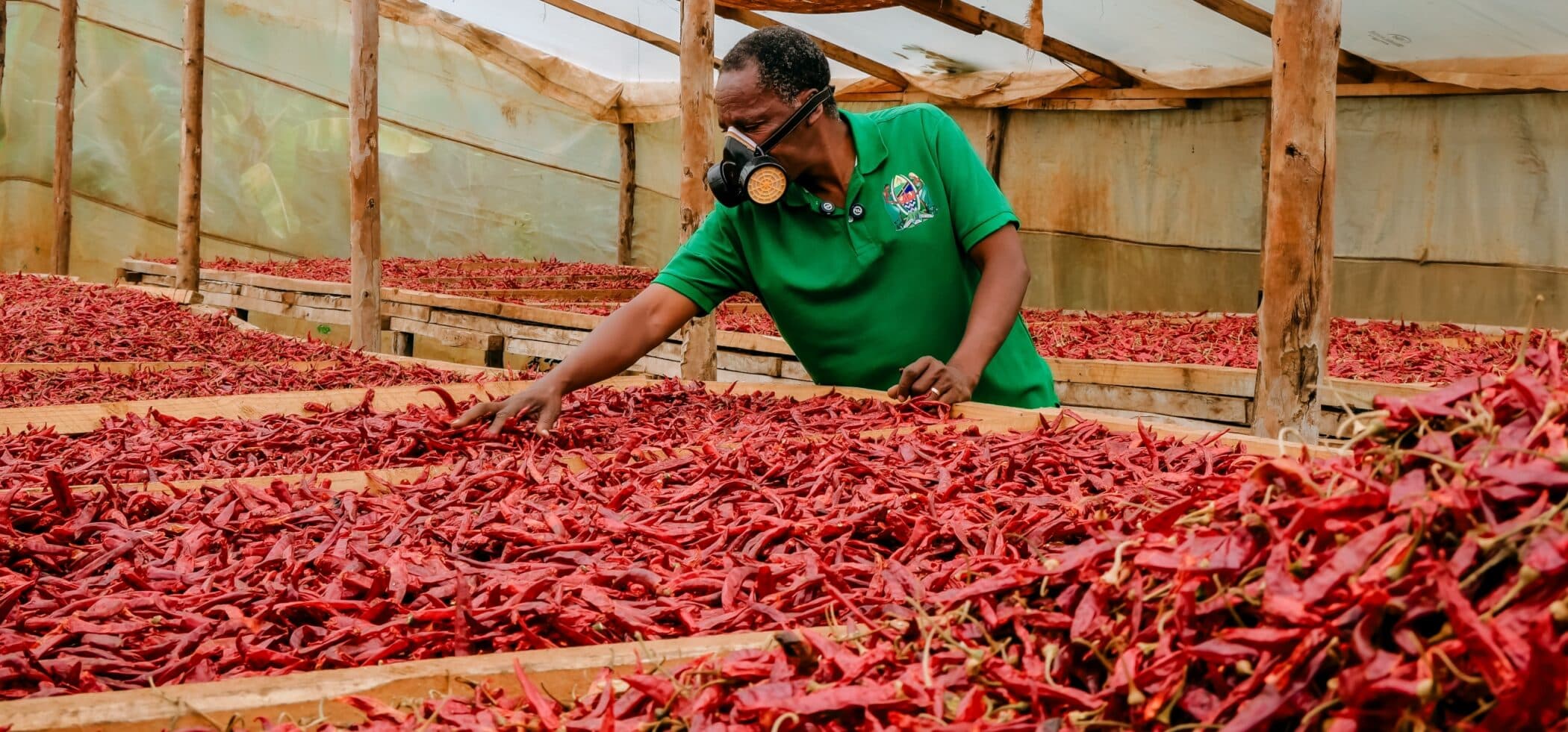 Tanzanian farmer, Gilbert, handling chilli peppers post-harvest